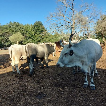 مبيت وإفطار بروتونيغلا Ranch Radin المظهر الخارجي الصورة