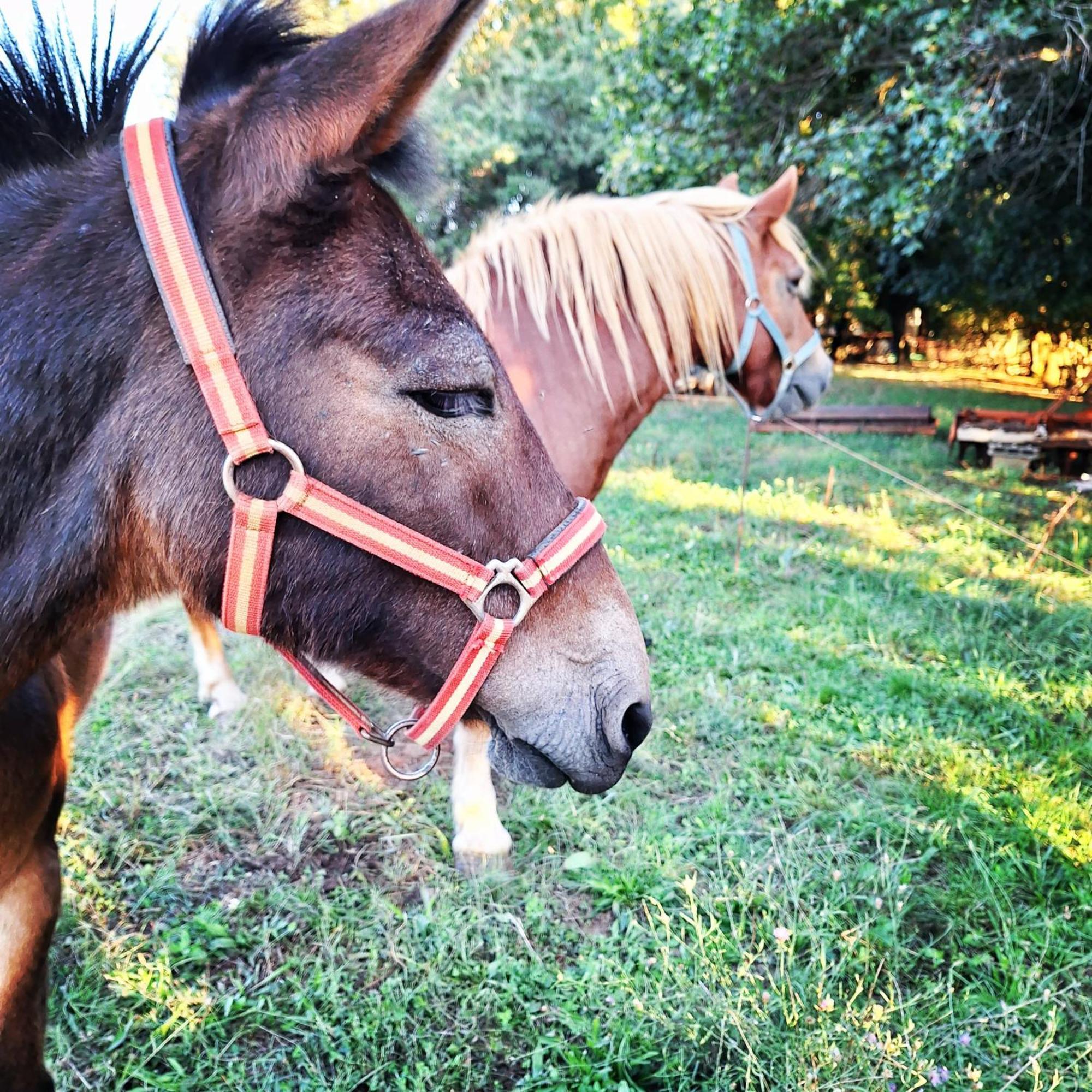مبيت وإفطار بروتونيغلا Ranch Radin المظهر الخارجي الصورة
