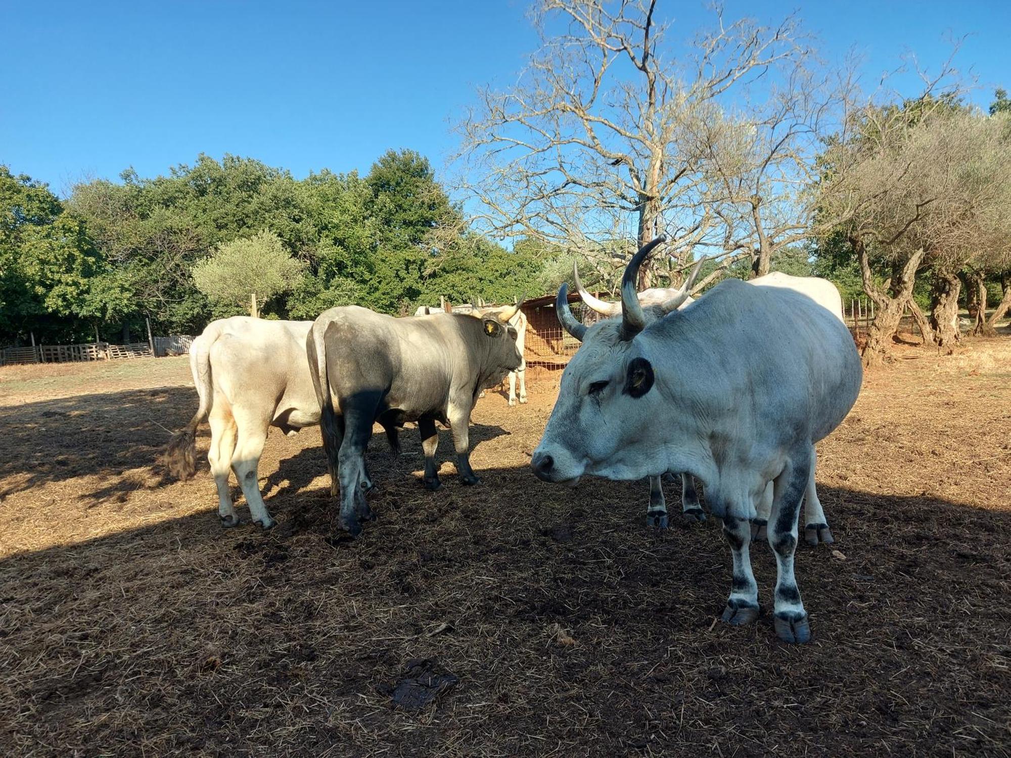 مبيت وإفطار بروتونيغلا Ranch Radin المظهر الخارجي الصورة