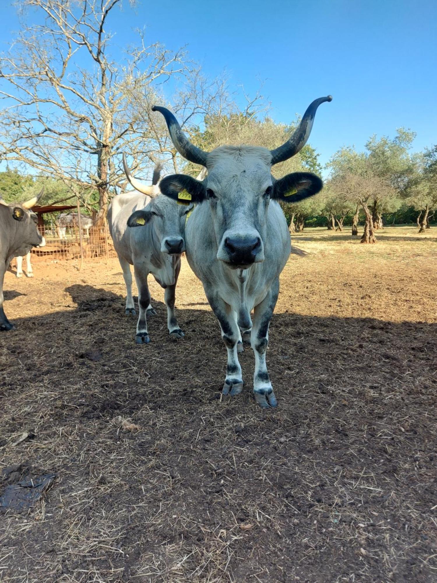 مبيت وإفطار بروتونيغلا Ranch Radin المظهر الخارجي الصورة