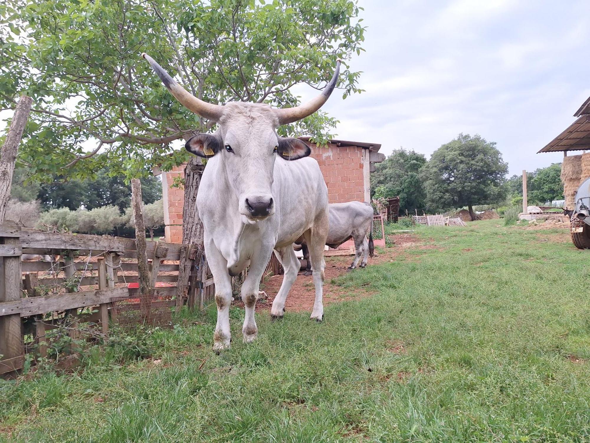 مبيت وإفطار بروتونيغلا Ranch Radin المظهر الخارجي الصورة