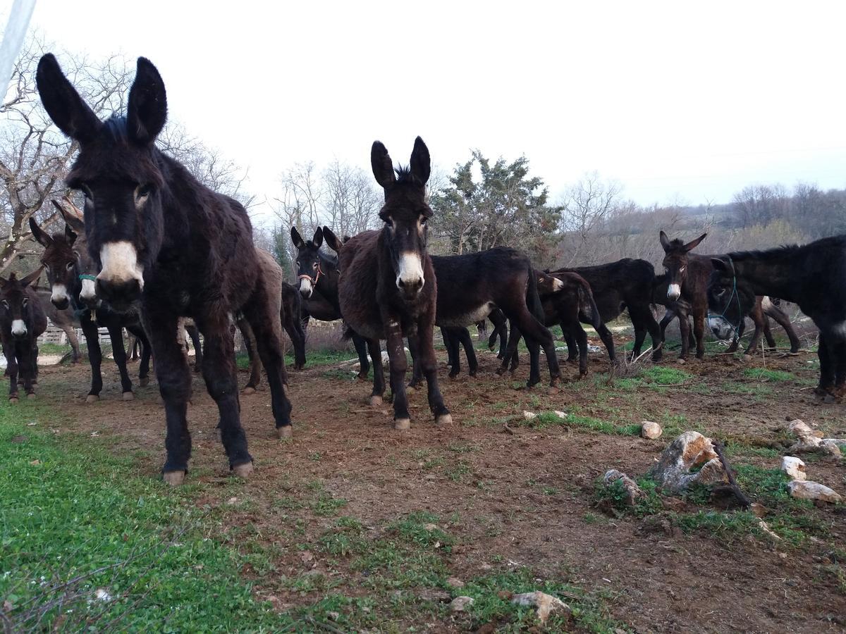 مبيت وإفطار بروتونيغلا Ranch Radin المظهر الخارجي الصورة